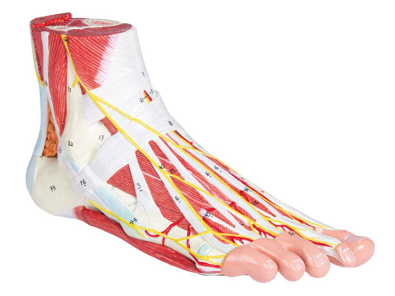 Anatomie du pied 