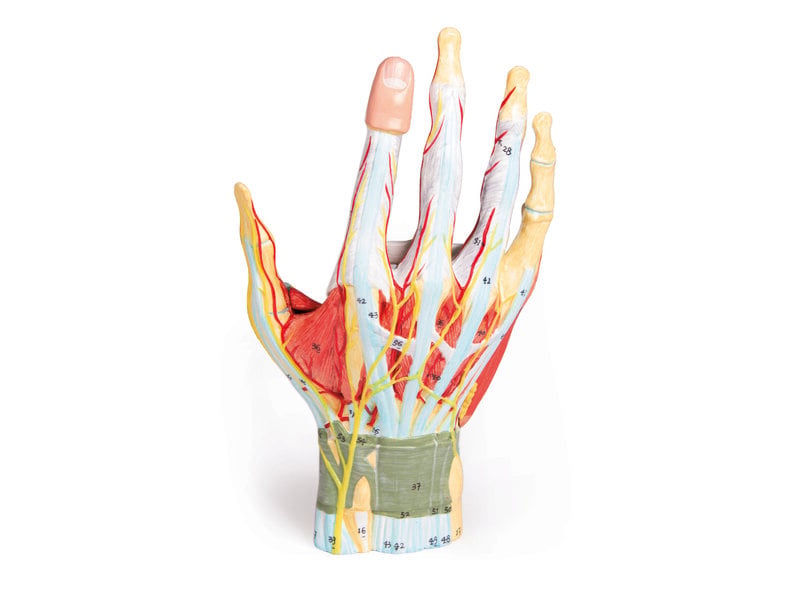 Hand Regional Anatomy
