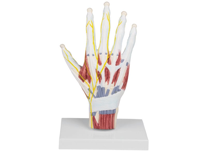 Hand Anatomy Structure