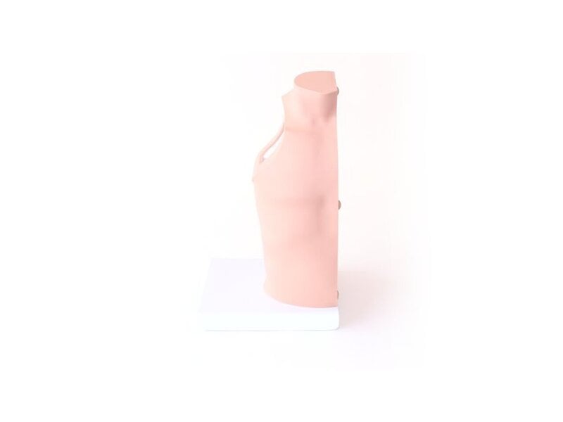 Shoulder Torso