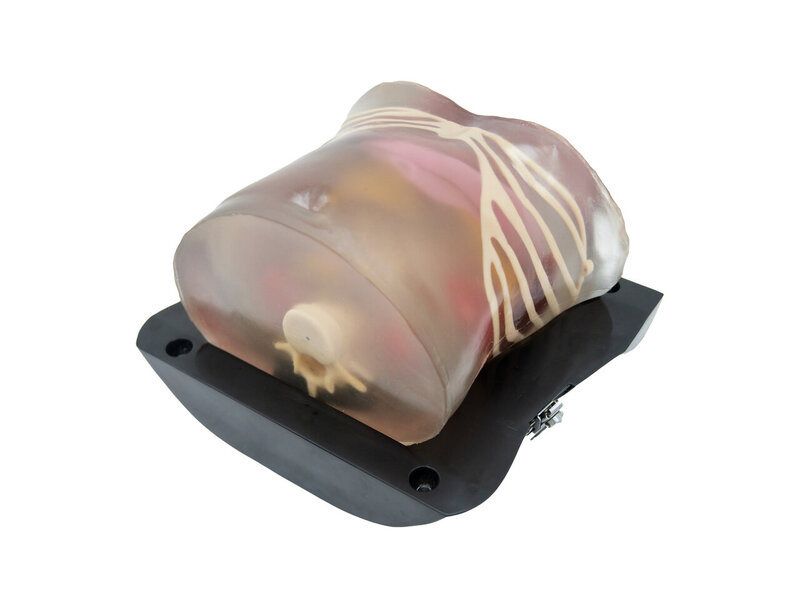Abdominal Ultrasound Model (Transparent)