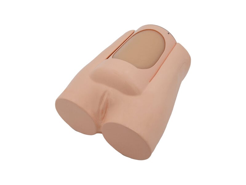 Mid-term Pregnancy Fetal Ultrasound Screening Model (24 weeks of pregnancy, Skin colored)