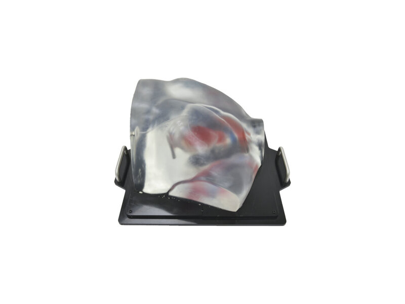 Cardiac Examination Ultrasound Model (Transparent)