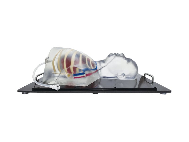 Modelo ecografía cardíaca y pericardiocentesis (Transparente)