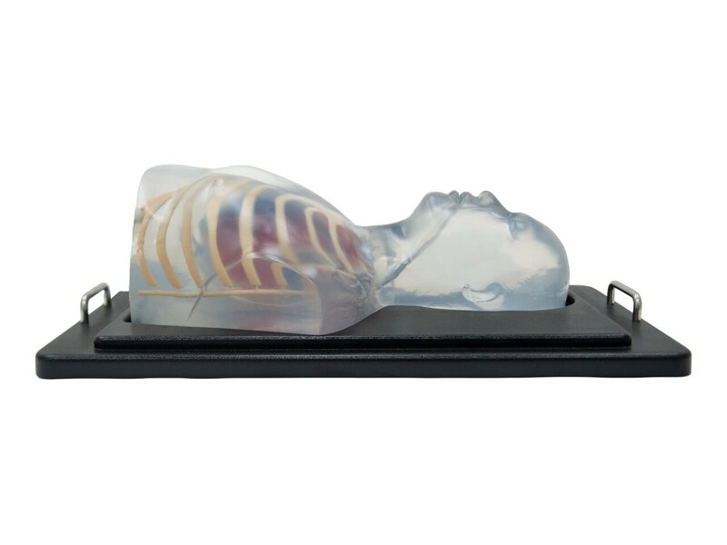 Cardiac Ultrasound Model (Without Pathologies, Transparent)