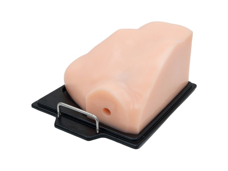 Cardiac Examination Ultrasound Model (Without Pathologies, Skin Tone)