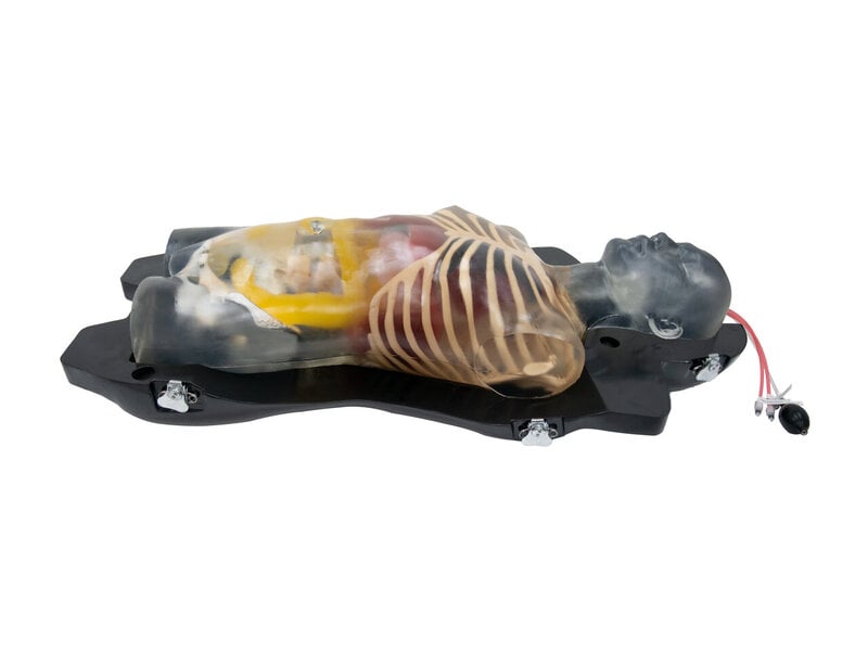Ultraschall Torso transparent 