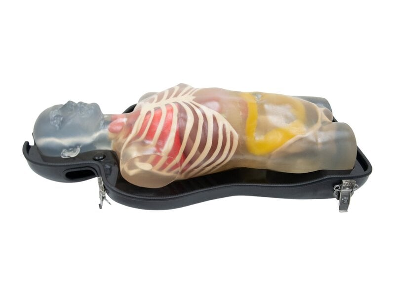 Integrated Ultrasound Diagnosis Simulator (Without Pathologies, Transparent)