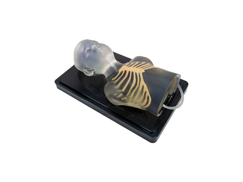 Pediatric Cardiac Ultrasound Model (Transparent)