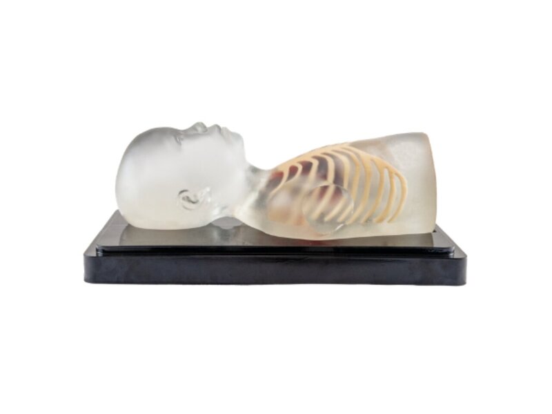Pediatric Cardiac Ultrasound Model (Without Pathologies, Transparent)