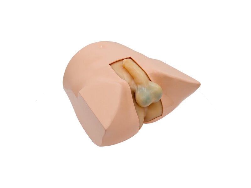 Scrotum And Prostate Ultrasound Examination Model (Skin colored)